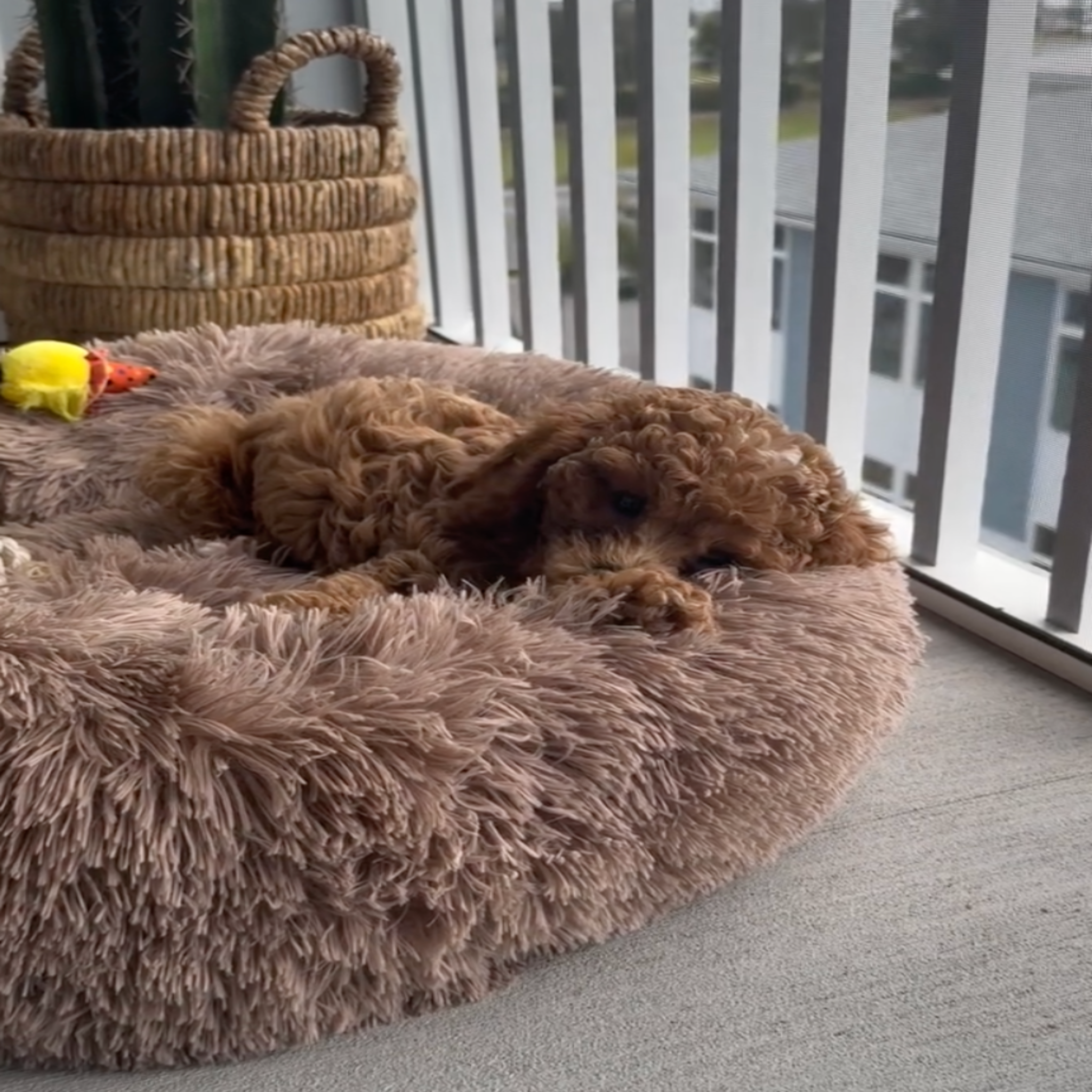 Bellos Hundebett